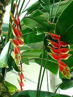 wRjAEXg^iHeliconias rostrataj