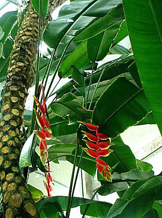 ヘリコニア・ロストラタ(Heliconia rostrata)【かぎけんWEB】