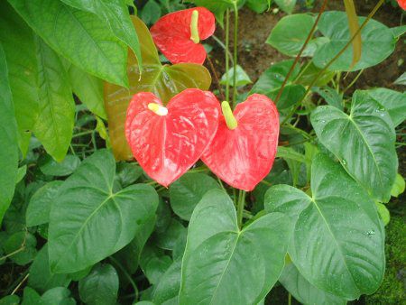 AXE̗t(Anthurium)