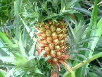 pCibv(Pineapple)