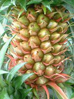 pCibv(Pineapple)