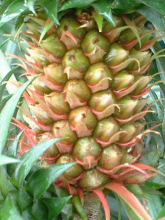 パイナップル Pineapple かぎけんweb パイナップル Pineapple かぎけんweb
