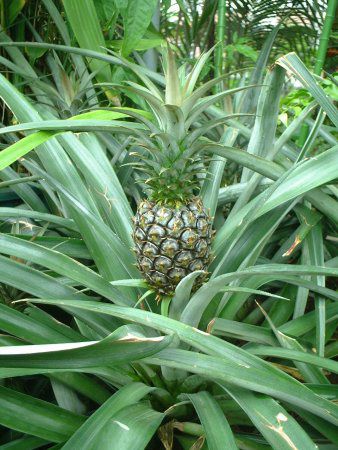 パイナップル Pineapple かぎけんweb