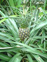 pCibv(Pineapple)