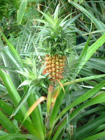 パイナップル Pineapple かぎけんweb