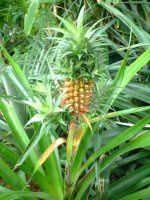 pCibv(Pineapple)