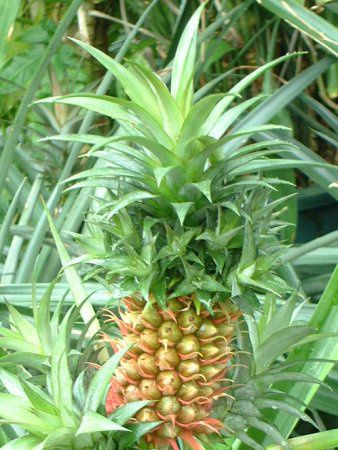 パイナップル Pineapple かぎけんweb パイナップル Pineapple かぎけんweb