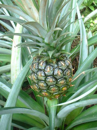 パイナップル Pineapple かぎけんweb