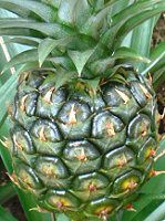 pCibv(Pineapple)