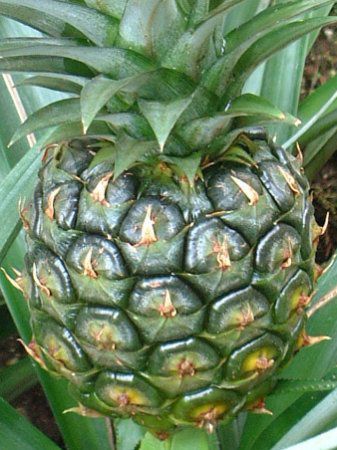 パイナップル Pineapple かぎけんweb
