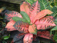 Ng(Croton)