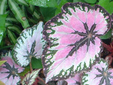 JWE(Caladium)
