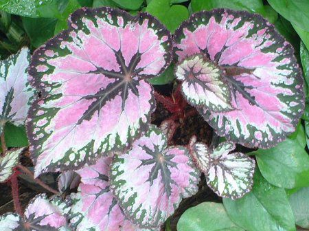 JWE(Caladium)