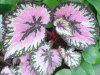 JWE(Caladium)