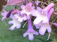 Streptocarpus wendlandii