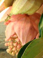 fBjE}OjtBJ(Medinilla magnifica)