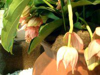 fBjE}OjtBJ(Medinilla magnifica)