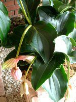 fBjE}OjtBJ(Medinilla magnifica)