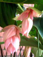 fBjE}OjtBJ(Medinilla magnifica)