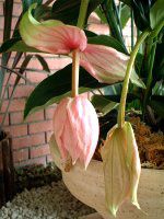 fBjE}OjtBJ(Medinilla magnifica)