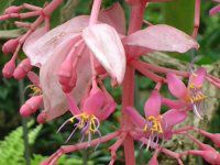 fBjE}OjtBJ(Medinilla magnifica)