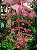fBjE}OjtBJ(Medinilla magnifica)