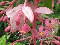 fBjE}OjtBJ(Medinilla magnifica)