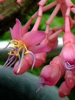 fBjE}OjtBJ(Medinilla magnifica)