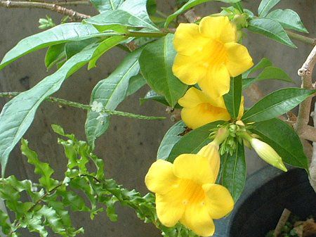 アラマンダ Allamanda かぎけんweb