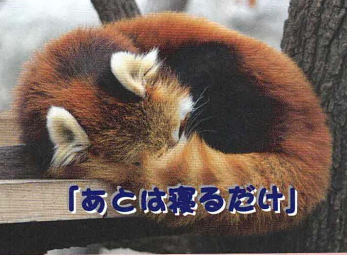 答え：レッサーパンダ
（Lesser　panda）
「あとは寝るだけ」
ショートショート「快食快便主義」：レッサーパンダは良く食べ良く排泄します。食べ物は主に笹の葉
などですが、排泄場所が決まっておりマーキングという縄張りを主張する行為ともなります。

大正解は、シセンレッサーパンダです。