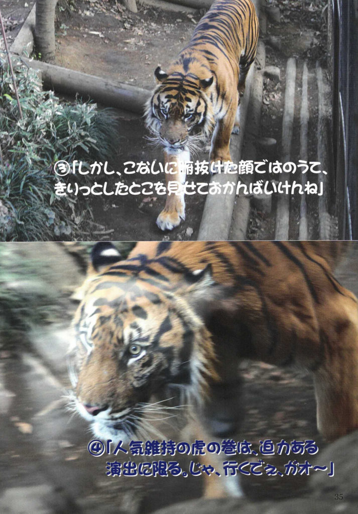 ③「しかし、こないに腑抜けた顔ではのうて、きりっとしたとこを見せておかんばいけんね」
④「人気維持の虎の巻は、迫力ある
演出に限る。じゃ、行くでぇ～、
ガオ～」
