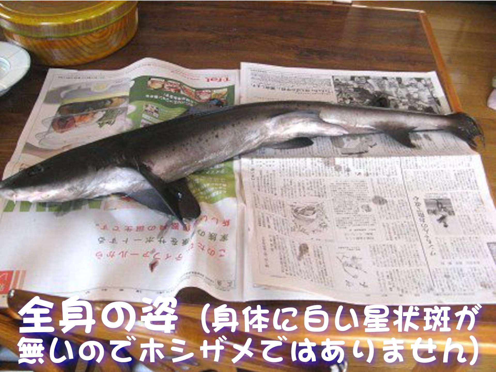 エイラクブカ
全身の姿
（身体に白い星状斑が無いのでホシザメではありません）