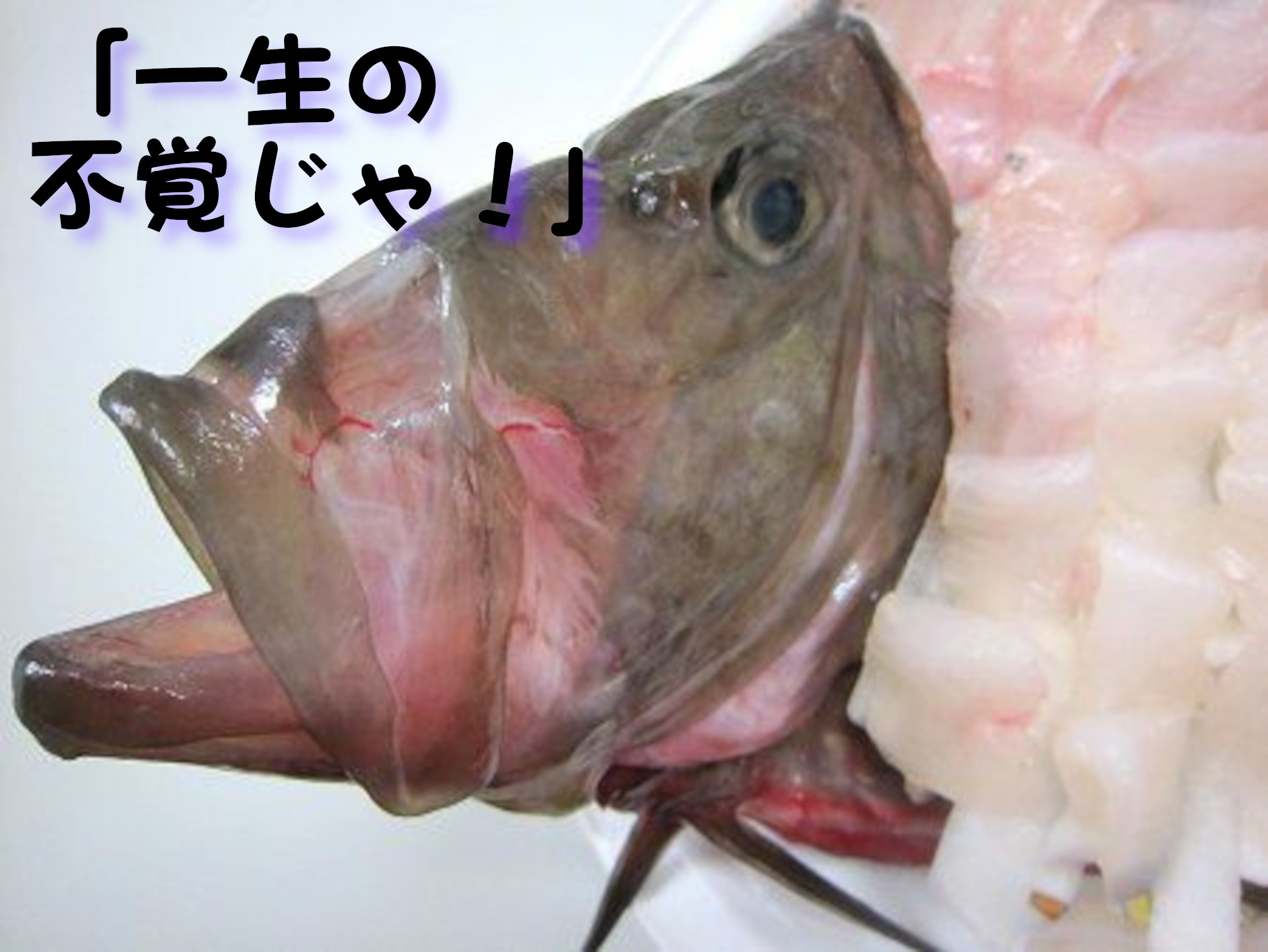 マトウダイ
一生の不覚じゃ！