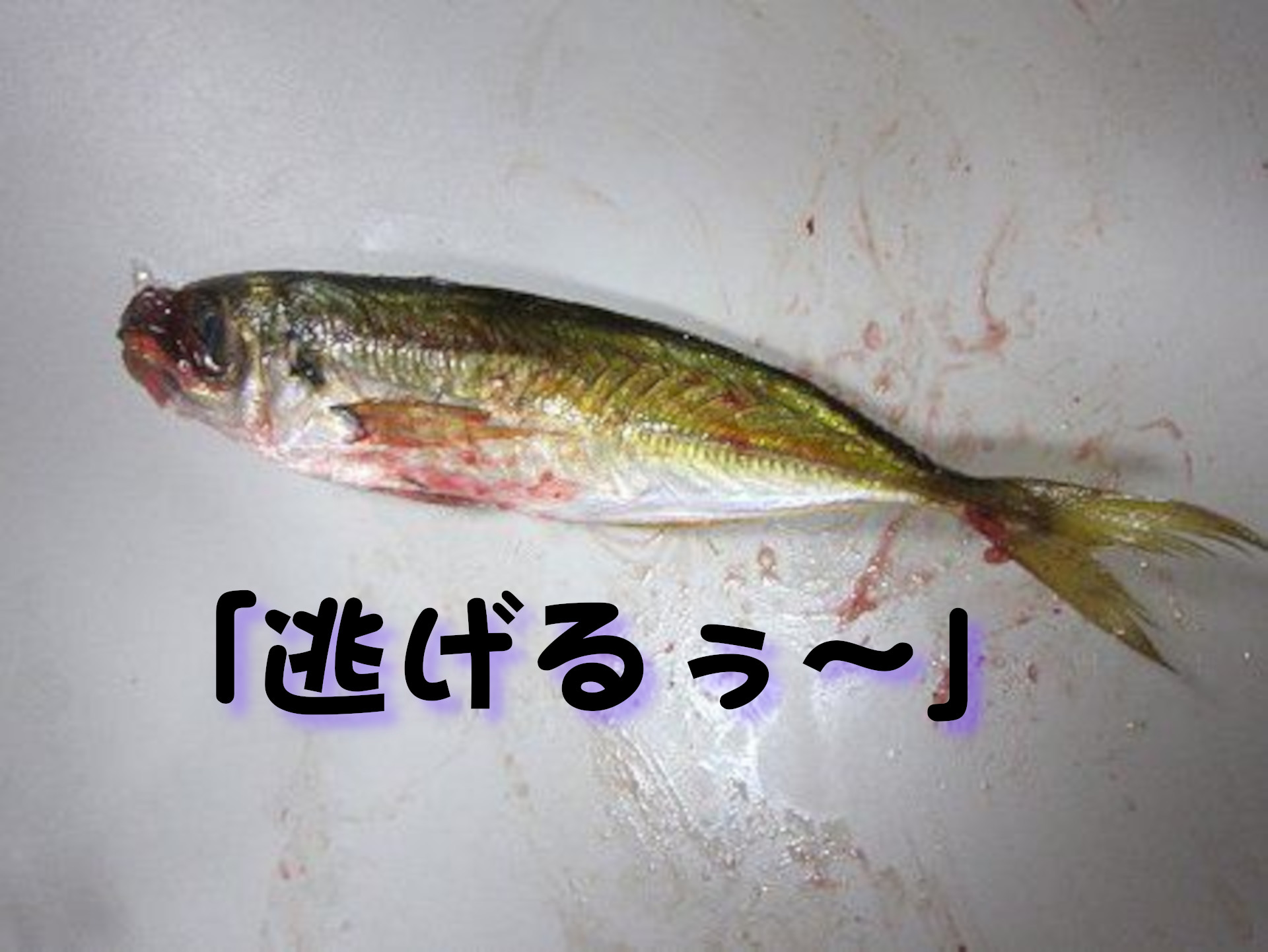 マトウダイ
逃げるぅ～
