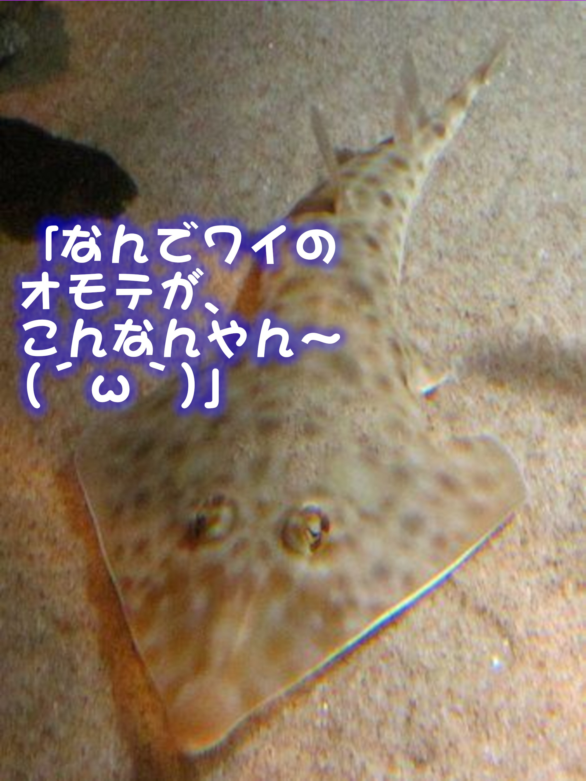 サカタザメ
なんでワイの表がこんなんやん～