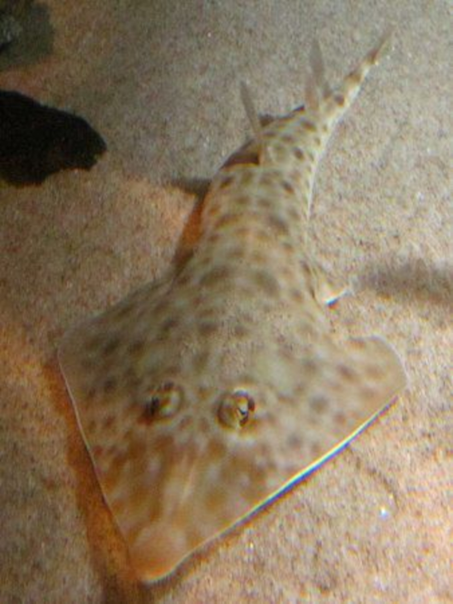 Brown guitarfish or Rhinobatos schlegelii