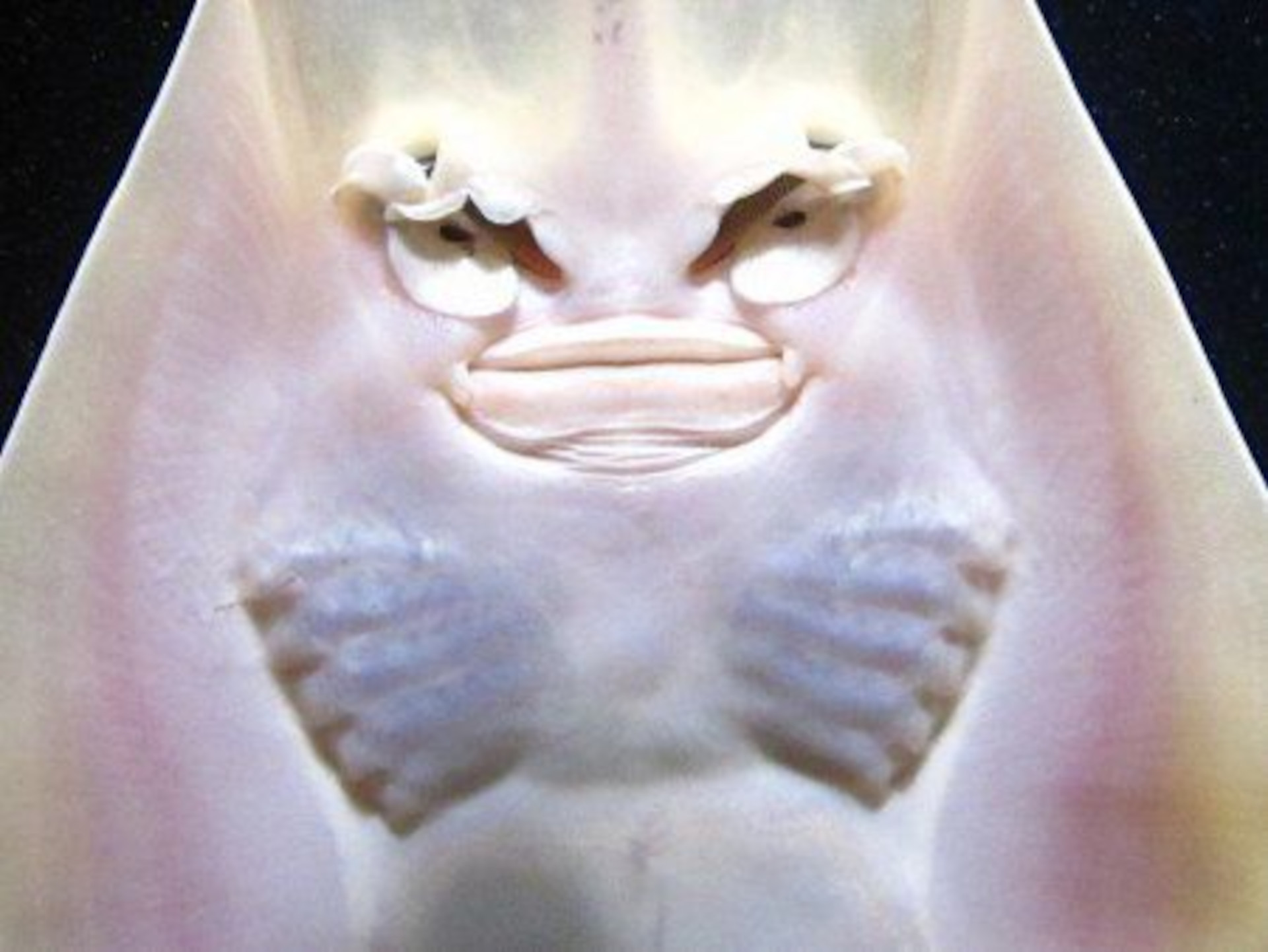 Brown guitarfish or Rhinobatos schlegelii