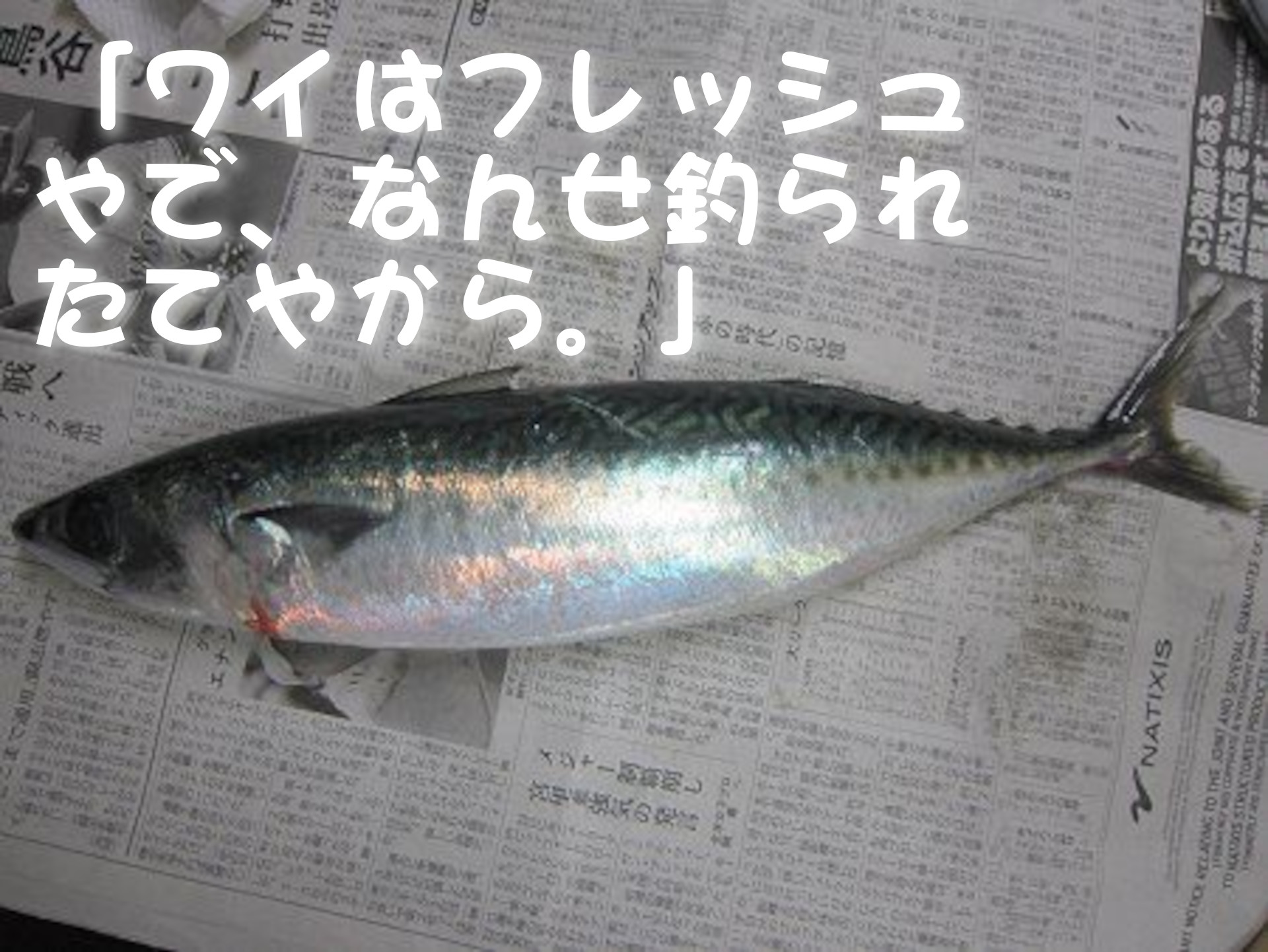 ゴマサバ
「ワイはフレッシュやで、なんせ釣られたてやから。」