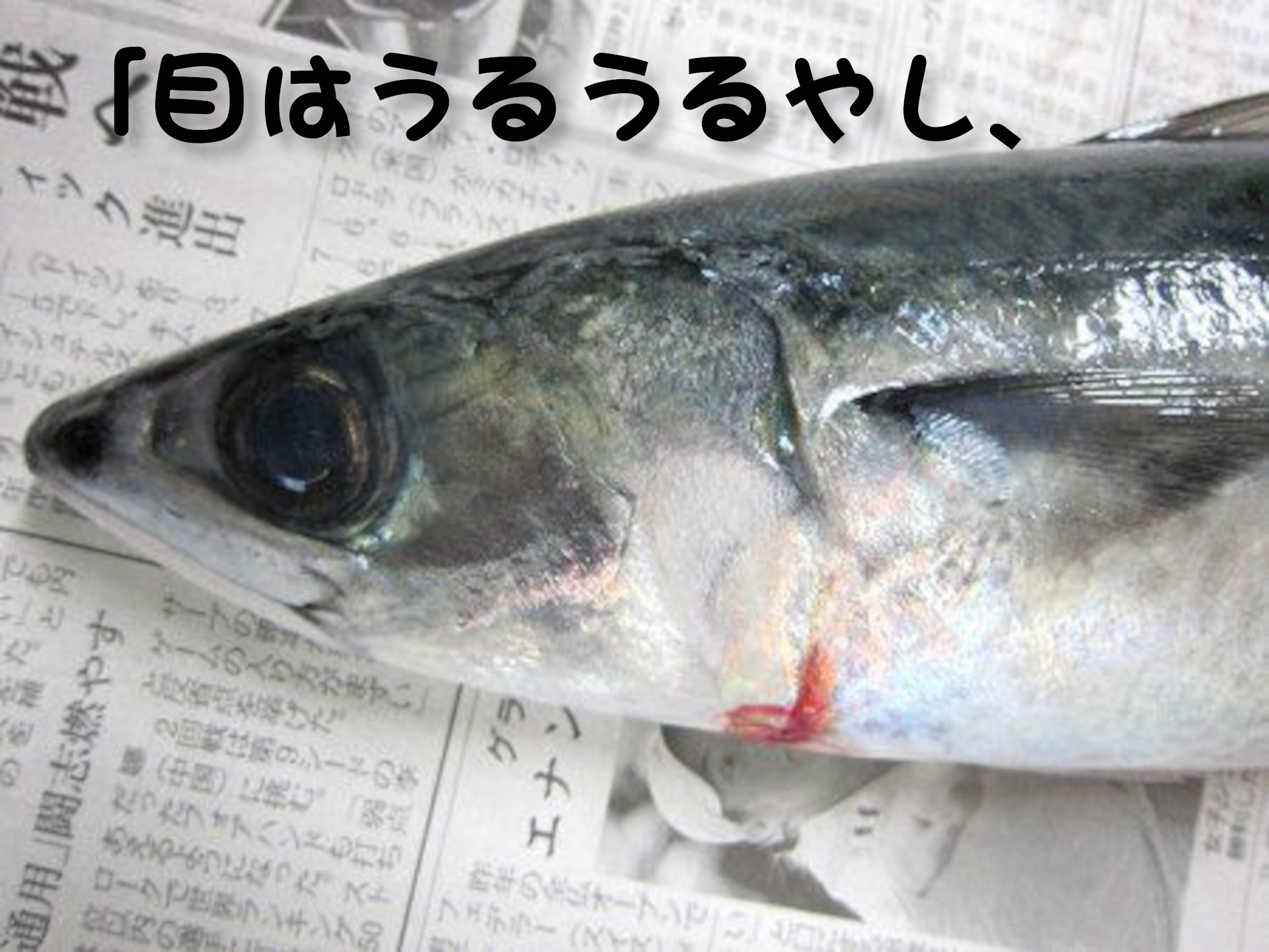 ゴマサバ
「目はうるうるやし、
