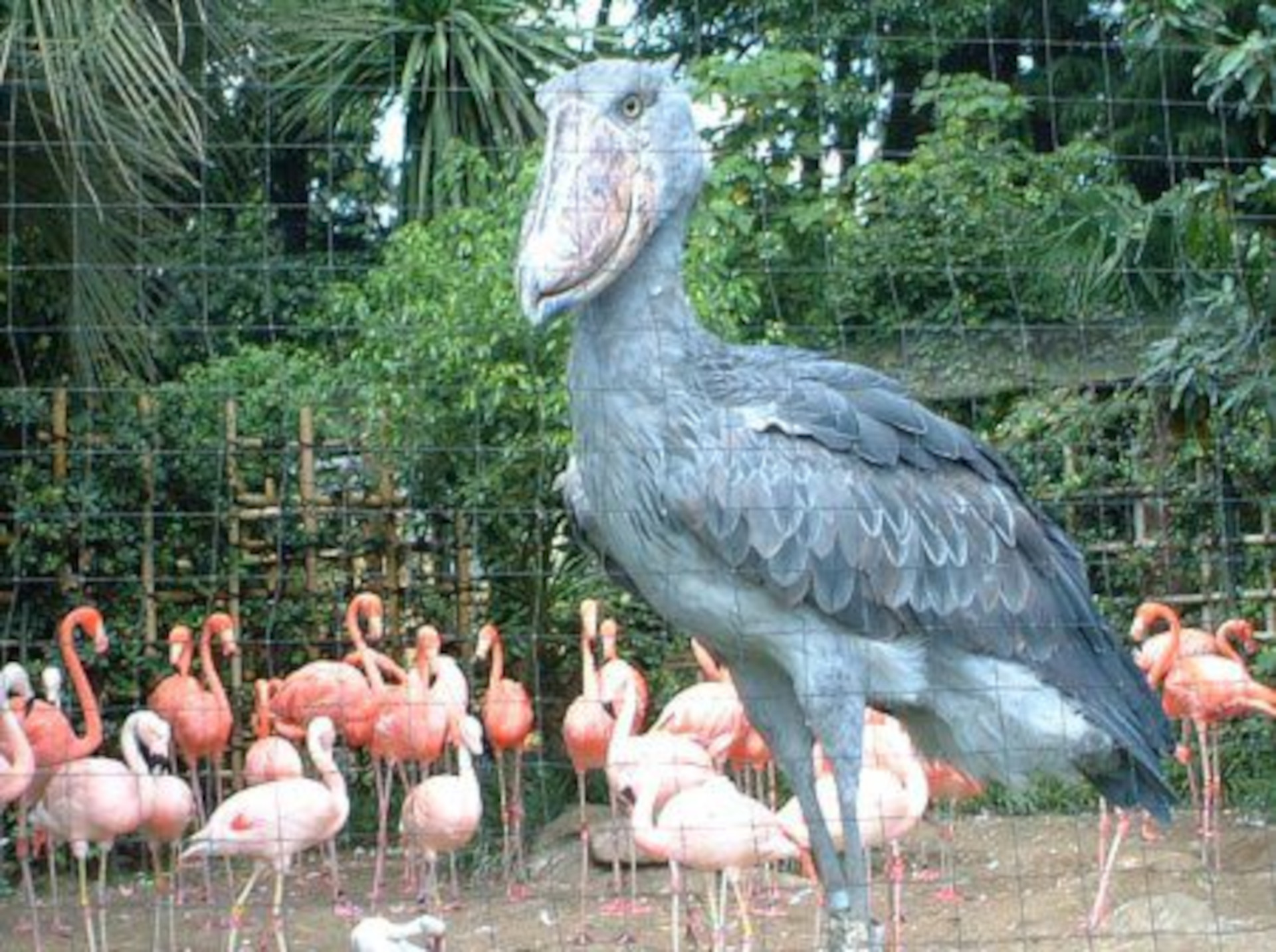 Shoebill