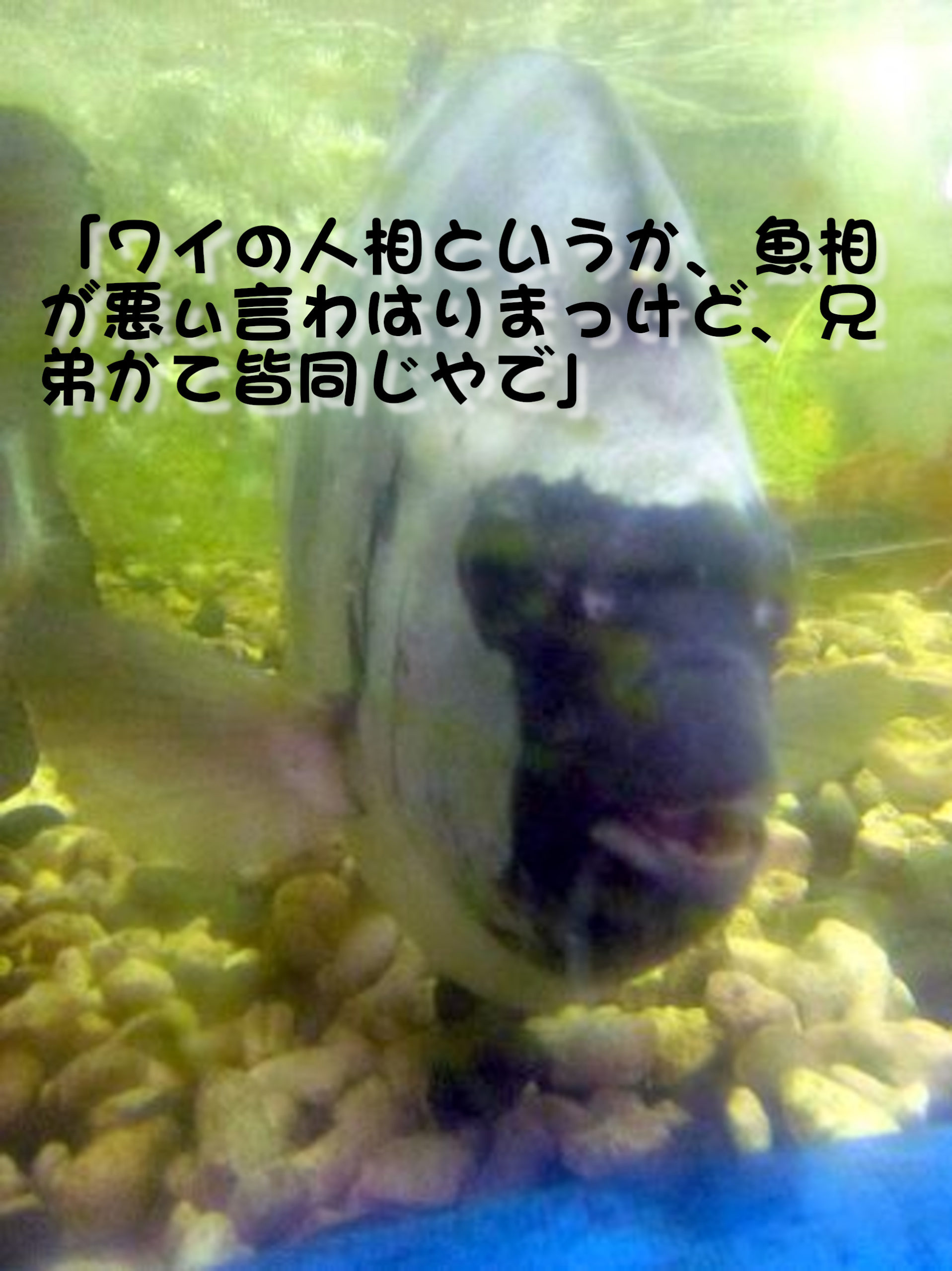 イシダイ
「ワイの人相というか、魚相が悪ぃ言わあはりまっけど、兄弟かて皆同じやで」