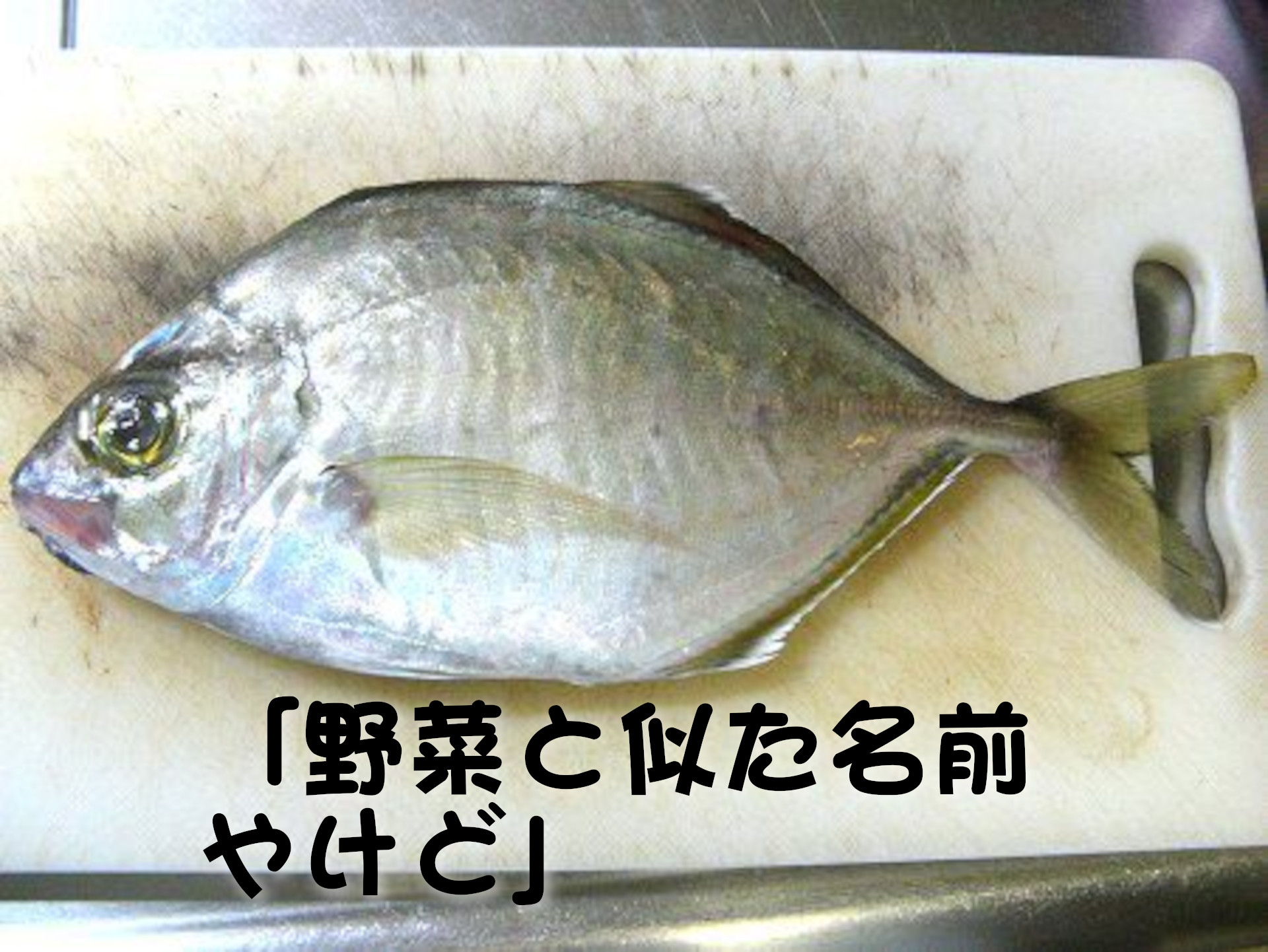 カイワリ
「野菜と似た名前やけど」