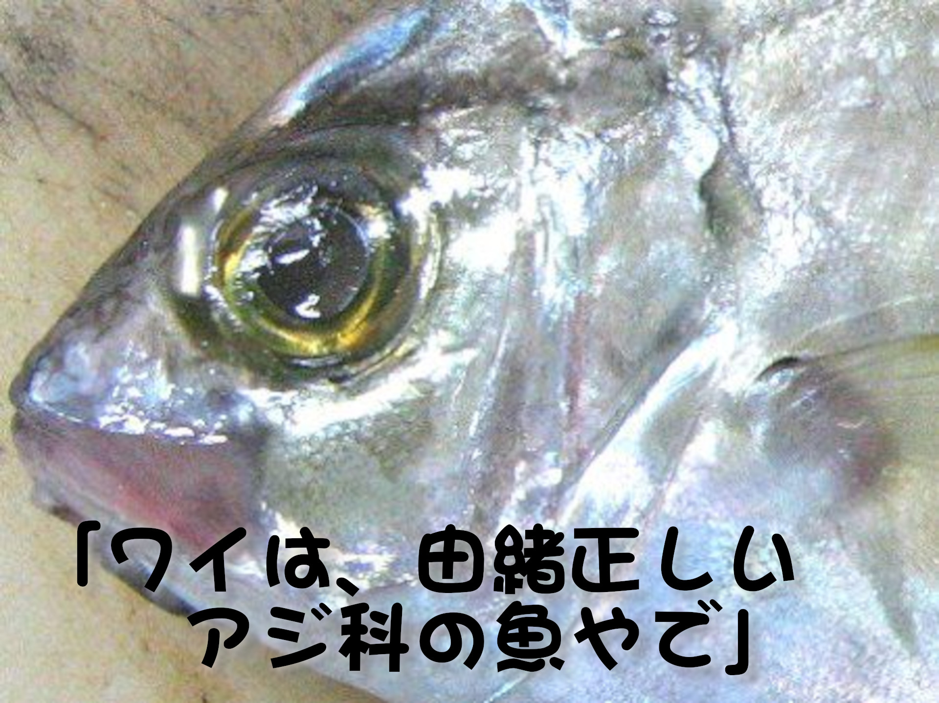 カイワリ
「ワイは、由緒正しいアジ科の魚やで」