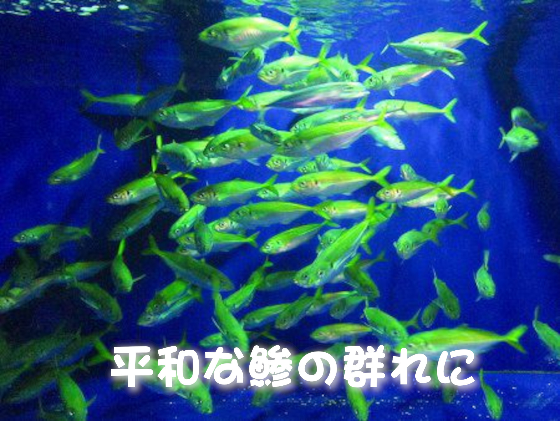 クロコバン
平和な鯵の群れに