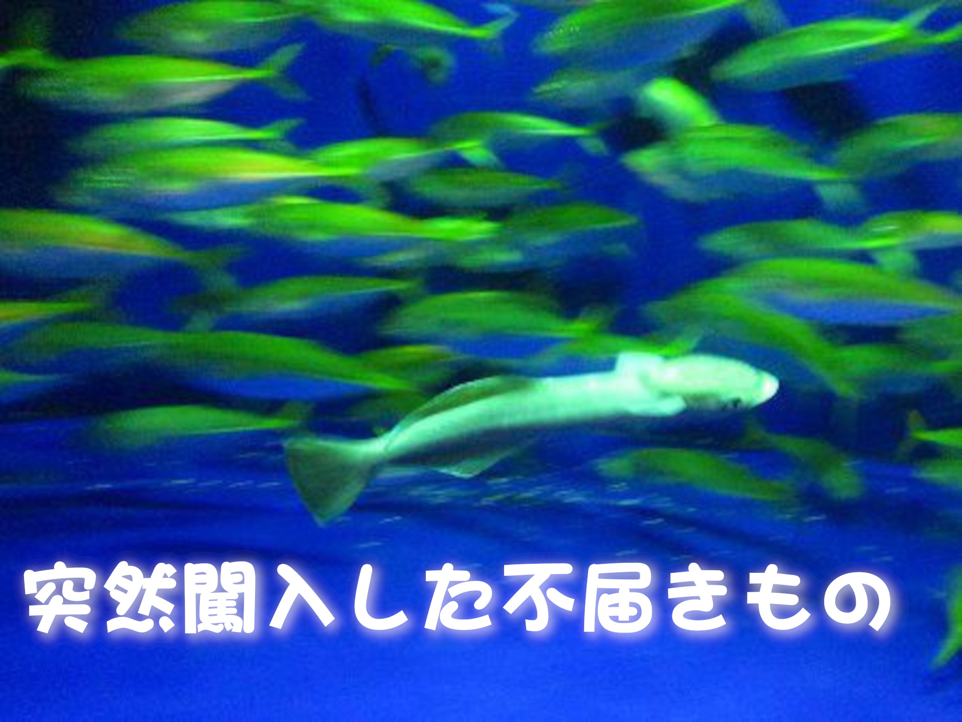 クロコバン
突然闖入した不届きもの