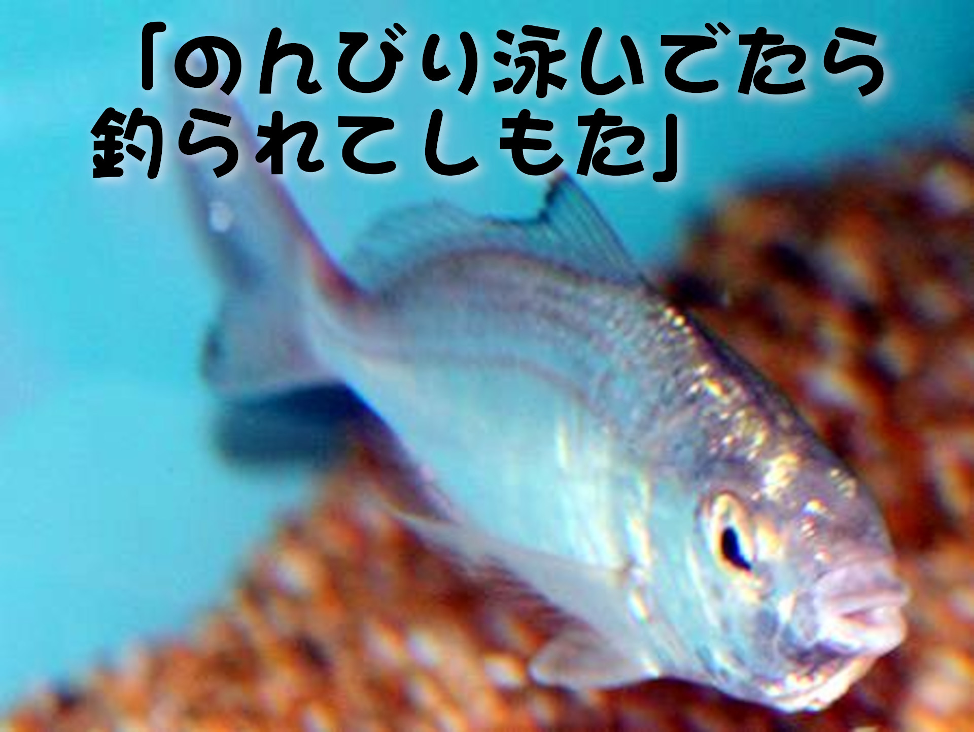 クロサギ
「のんびり泳いでたら釣られてしもた」