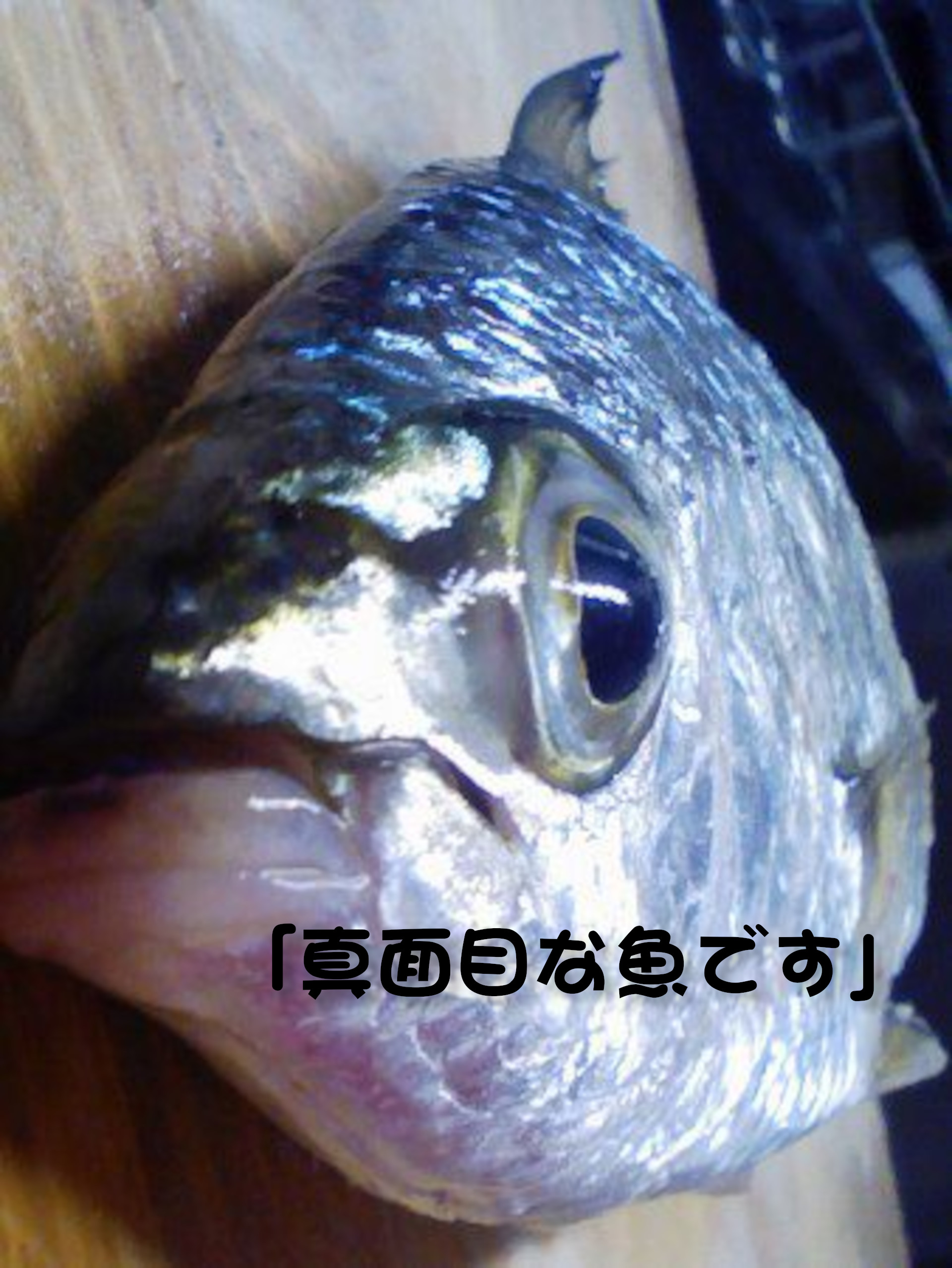 クロサギ
「真面目な魚です」