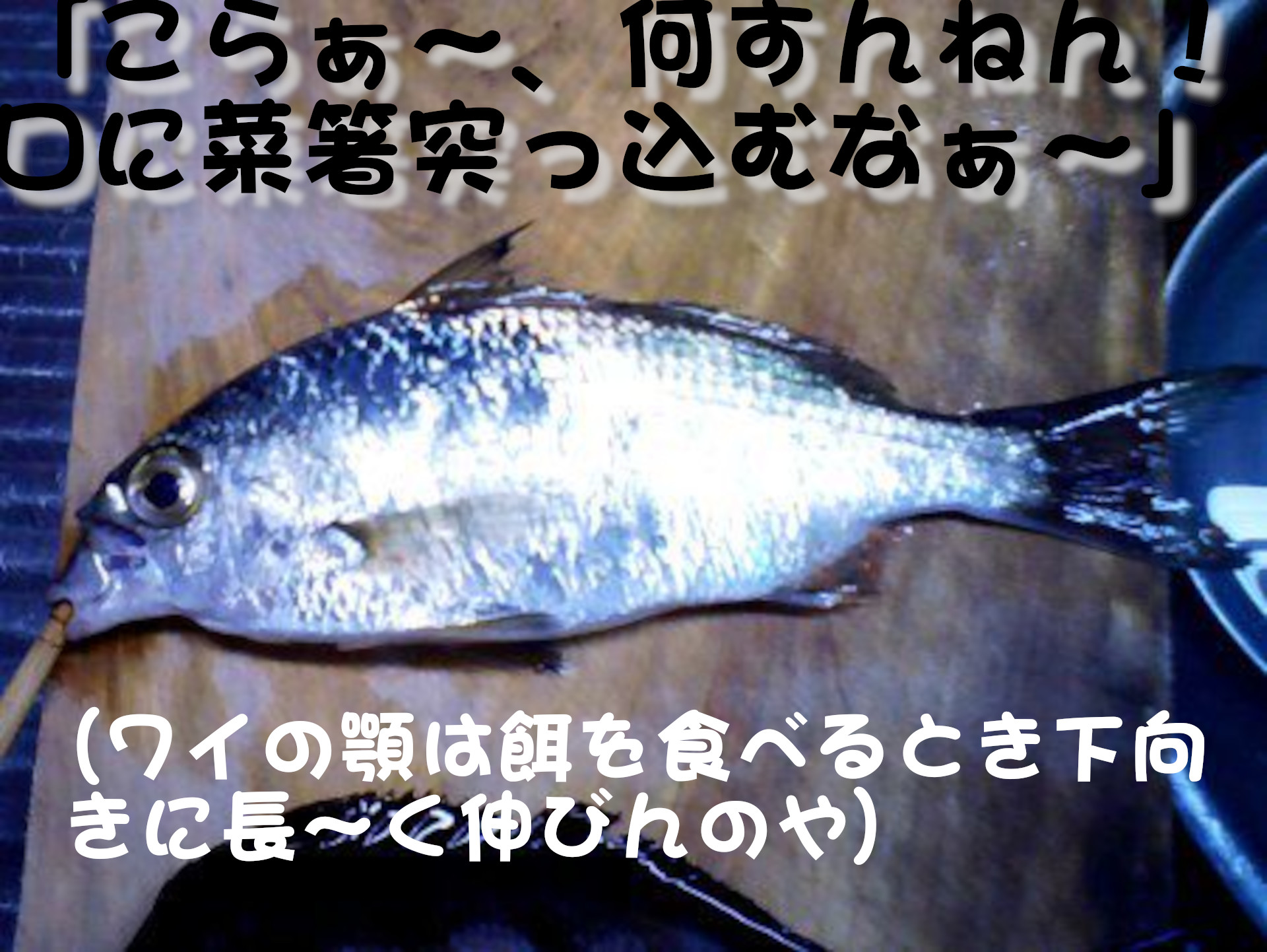 クロサギ
「こらぁ～、何すんねん！口に菜箸突っ込むなぁ～」
（ワイの顎は餌を食べるとき下向きに長～く伸びんのや）