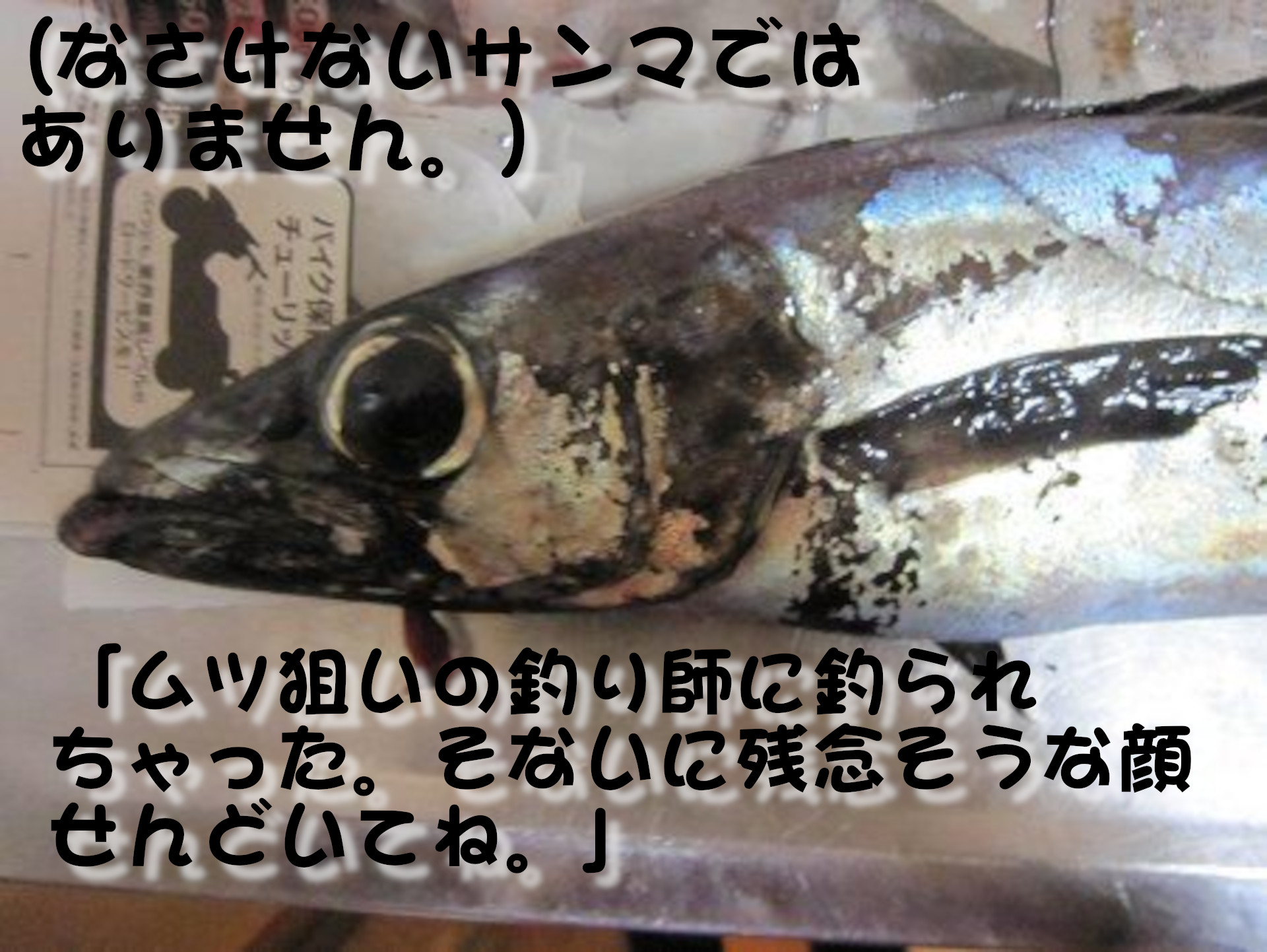 クロシビカマス
(なさけないサンマではありません。)
「ムツ狙いの釣り師に釣られちゃった。そないに残念そうな顔せんどいてね。」