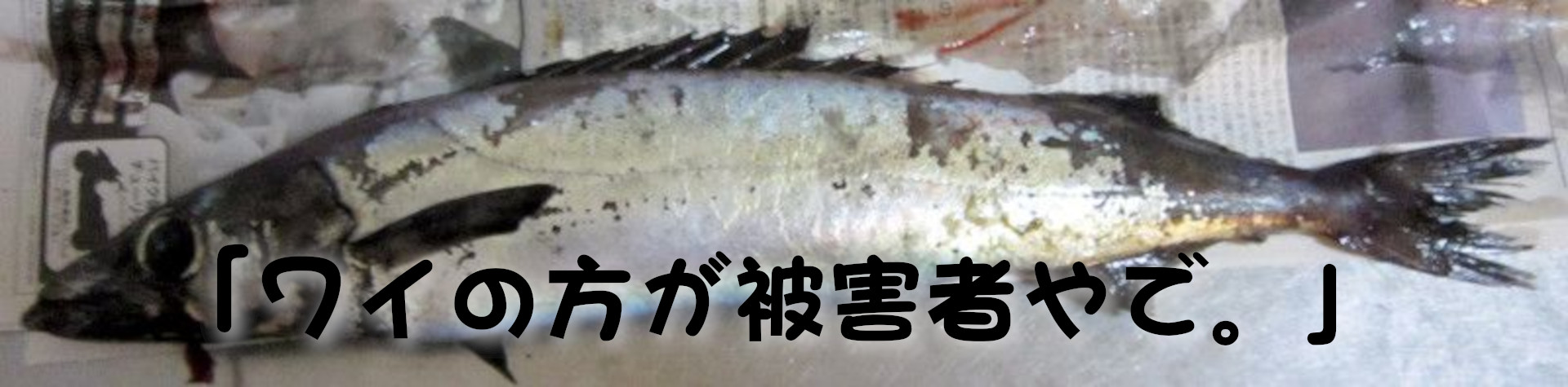 クロシビカマス
「ワイの方が被害者やで。」